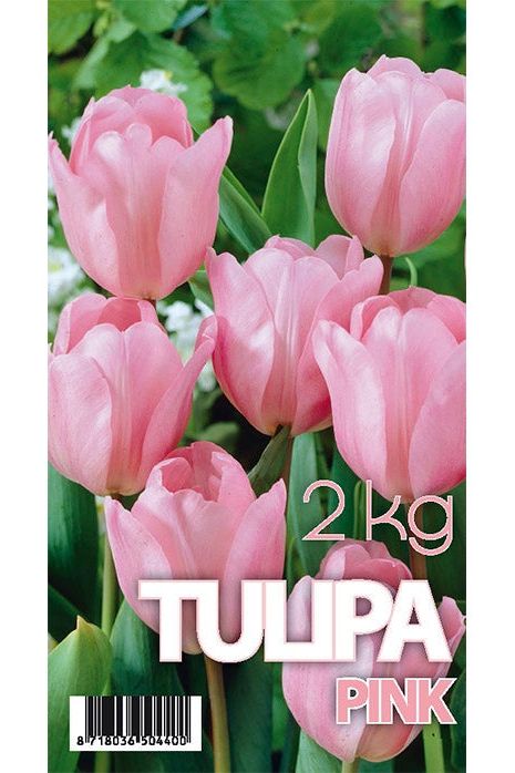 Tulip Don Quichotte 50-pakning